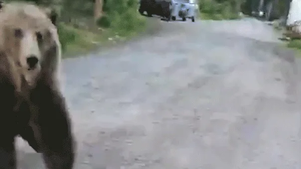 Woman Films Harrowing Bear Stalk and Charge During Morning Dog Walk in Canadian Wilderness